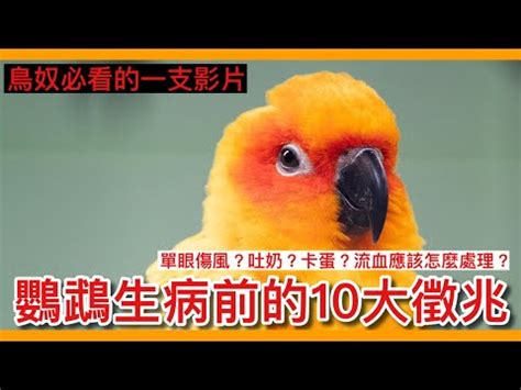 死鳥處理|鳥死掉怎麼處理？